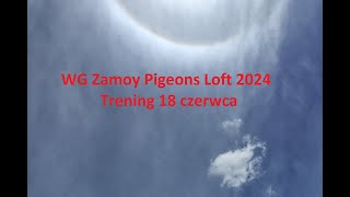 WG Zamoy Pigeons Loft 2024 Trening 18 06