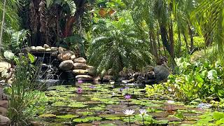 DIY Tropical Garden Landscape Waterscape Fish pond @floridahomeandgardeningwit5457