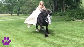 20 Animals Crashing Weddings and MORE!!!