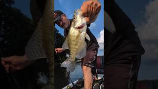 Beautiful White Crappie During Livestream! #crappie #fishing #fish #shorts