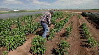 Coastal Fishing, Chile, Salmon, Farm, Wine, Vineyards - America's Heartland