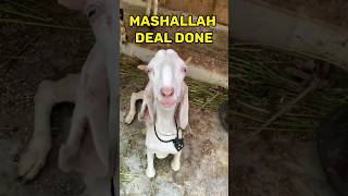 mashallah Deal hogai! #bakramandi #bakra #cow #shorts