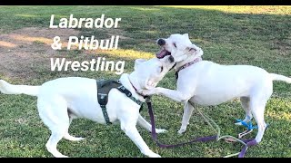 122. Dog Friends Labrador and Pitbull Routine Wrestling 08/27/2024 #labrador #pitbull