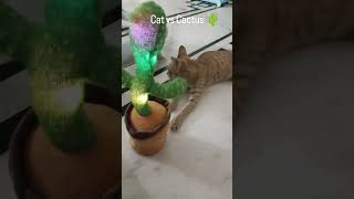 Cat vs Cactus 🌵#catlovers #tigress_orange_cat #funnycats #orangecat