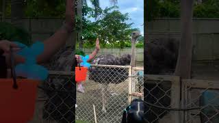 OSTRICH Feeding