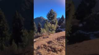 Snowy Mountains covered by forests