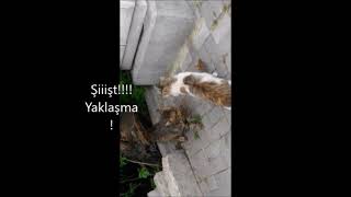 #SHORTS Mekanın Kedileri / Kedi