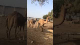 Amazing camels market #animals #youtubeshorts #youtubevideos