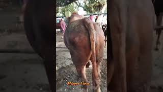 KRIBO GAK MAU DIEM #cow #sapiindonesia #peternaksapi #bredingsapi #sapi #shorts