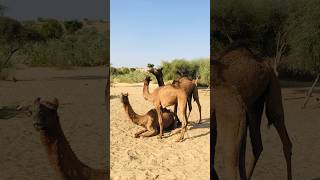 Camel mother with camel baby two #shorts