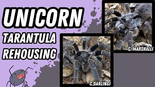 Unicorn Tarantulas: Rehousing Ceratogyrus Darlingi & Ceratogyrus Marshalli