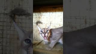 Каракал Эрос на базе и в идеальной форме для суеты. #caracal #cat #каракал #angry #нападение