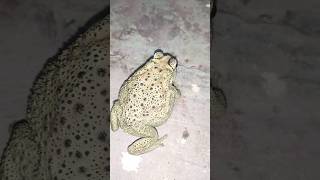 Rare Yellow Frog Wonderful Indian Bullfrog Video | Frog Sounds  | Capture a beautiful Japanese frog