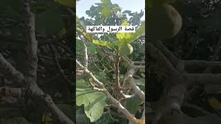 قصة الرسول عليه الصلاة والسلام والفاكهه