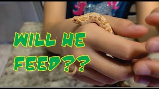 Will My Hognose Snake Feed??