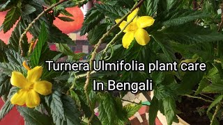 Turnera Ulmifolia/Cuban Buttercup/Yellow Alder/Sage Rose grow & care tips in bengali.