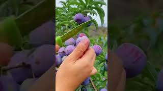 #plum#bibitplum #buah#kebunrumah #fruit#buahsehat#love #pecintabuah#jakarta#rumahminimalis#baby