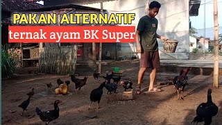 Makanan alternatif untuk ayam kampung pedaging  - ayam gemuk biaya hemat