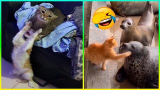 Gatos Rudos Y Más Animales Graciosos 😂