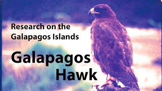 Galapagos Hawk: Research on the Galapagos Islands: Part 5