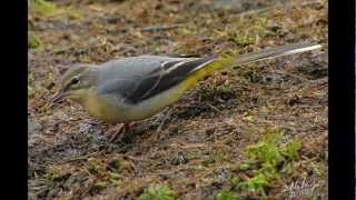 Motacilla cinerea (Lavandera cascadeña)