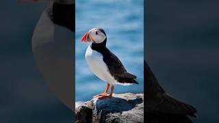 Fakta Menarik Burung Puffin #shorts #faktamenarik #hewan #hewanlucu #viral #burung #shortsvideo