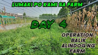 Lumaki po kami sa Farm. Operation balik alindog ng farm Day 4