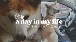 A day in my life | Akita Inu Sakura | Daily Routine | Vlog #1