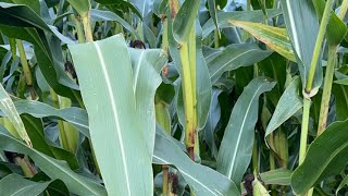 In a corn field