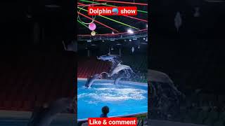 Amazing Dolphins🐬🐬 talent#youtubeshorts #dolphin