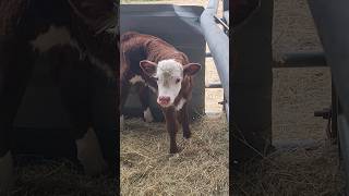 New Born Calf First Moo🥹🥰❤️ Cute Baby Calves in the Calf Pen 🐄 #farmingshorts #cattlefarm #babycows