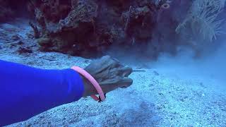 Roatan 2024 - Green Moray Eel Grabs Tank Banger