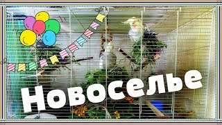 РАСШИРЕНИЕ ЖИЛПЛОЩАДИ ПОПУГАЕВ КОРЕЛЛ БОНИ и ЯШИ. Птицы в недоумении, где их сосед.