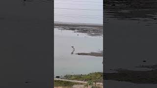 Sunset at Pulicat Lake with flamingos, egrets, Pelicans