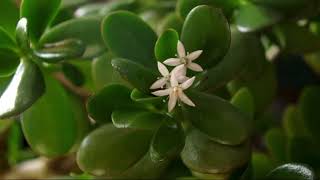 Jade Plant (Money Tree) Benefits and Dangers: Folk Remedies and Healing Potential