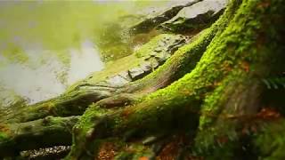 short documentary Look deep into nature, and then you will understand everything better