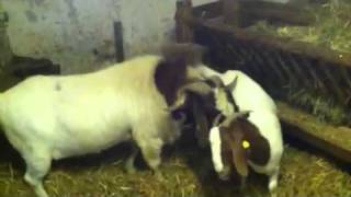 Making of Little boergoats burenziegen