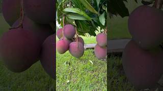 Unbelievable yielding purple mangoes