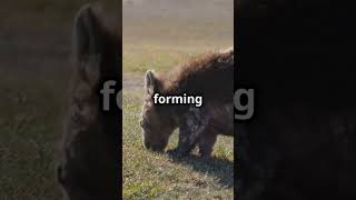 Why Wombats Poop Cubes: Nature's Quirkiest Adaptation! #shorts