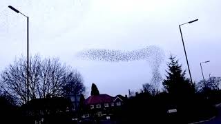 Burton Murmuration