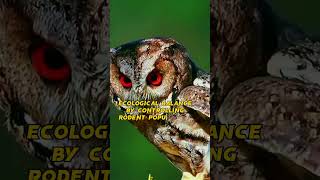 ❤️ Owls#shorts #shortvideos #viral #trending #nature #subhanallah #exceptional #night #vision