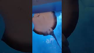 String ray at dubai aquarium #fish #dubai #aquarium #water #blue