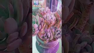 Satisfying Succulent Diy #104