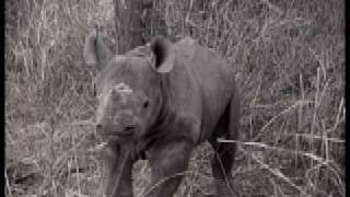 Baby African Rhino Rescue