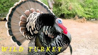 Wild Turkey Trips|