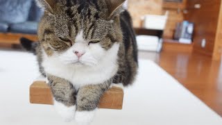 ビール箱が壊れて拗ねちゃったねこ。-Maru sulked because his beer box was broken.-