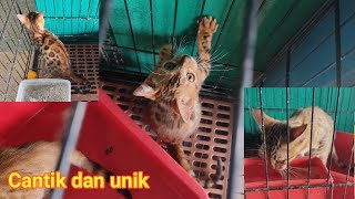 Cantik dan unik kucing ne