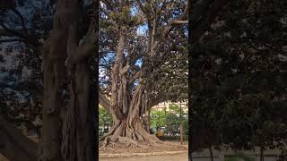 Jurassic Tree In Spain #travel #trees #valencia