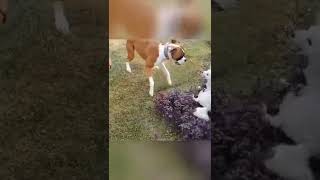 😱😱#dog #doglover #aggressive #boxerdog #CRS_VLOG#dogfight #tranding