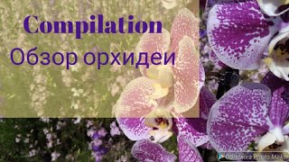 Compilation. Обзор сортовой орхидеи.